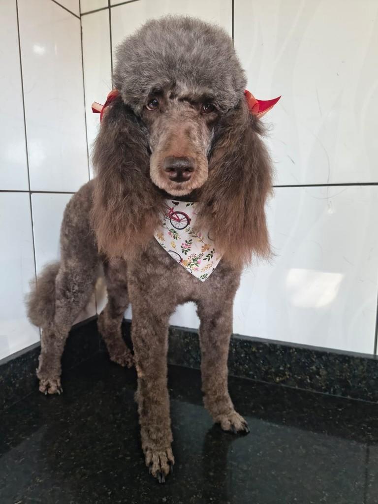 Michella, cadela de porte grande para adoção em Ibiúna - SP