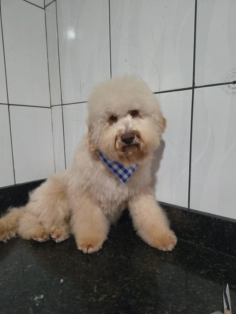 Joaquim, cachorro de porte médio para adoção em Ibiúna - SP