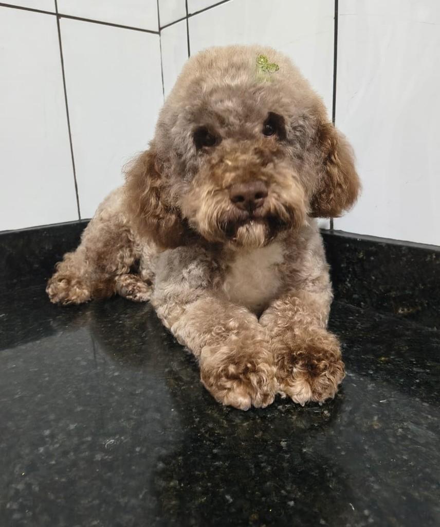 Juma, cadela de porte médio para adoção em Ibiúna - SP