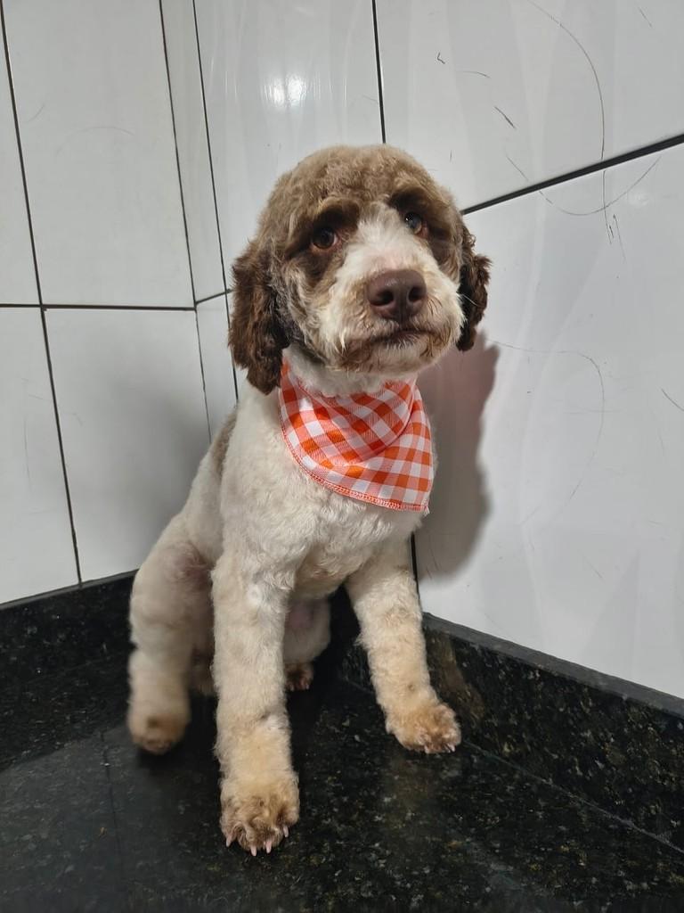 Mili, cachorro de porte médio para adoção em Ibiúna - SP