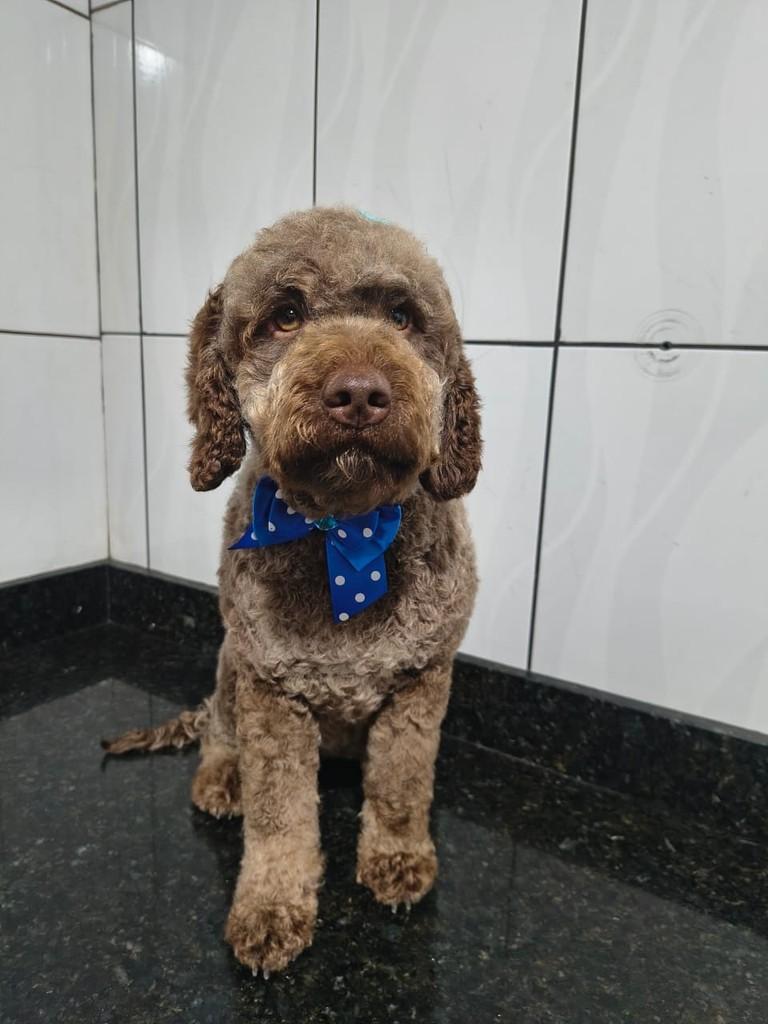 Tati, cadela de porte médio para adoção em Ibiúna - SP