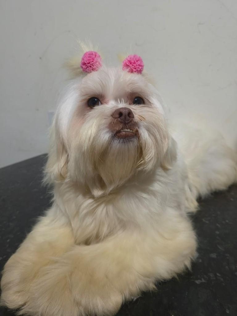 Zara, cadela de porte pequeno para adoção em Ibiúna - SP