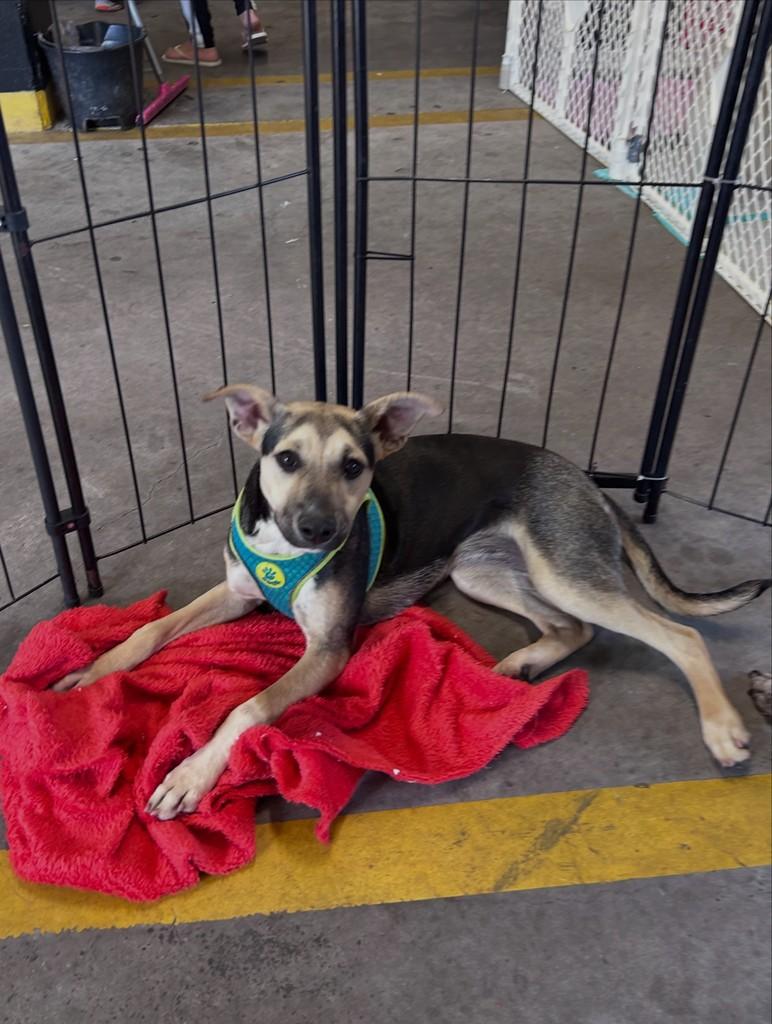Sabrina, cachorro de porte médio para adoção em Ibiúna - SP