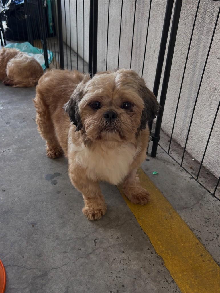 Cascão, cachorro de porte pequeno para adoção em Ibiúna - SP