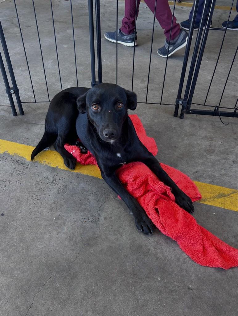 Antônia, cachorro de porte pequeno para adoção em Ibiúna - SP
