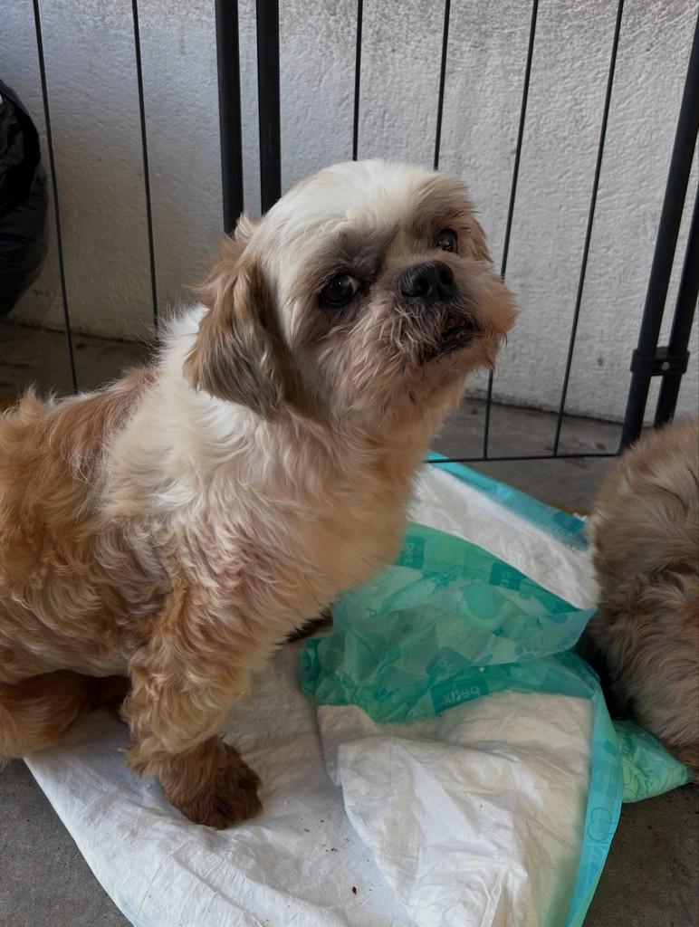 Topázio, cadela de porte pequeno para adoção em Ibiúna - SP