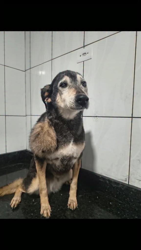 Odete, cachorro de porte pequeno para adoção em Ibiúna - SP