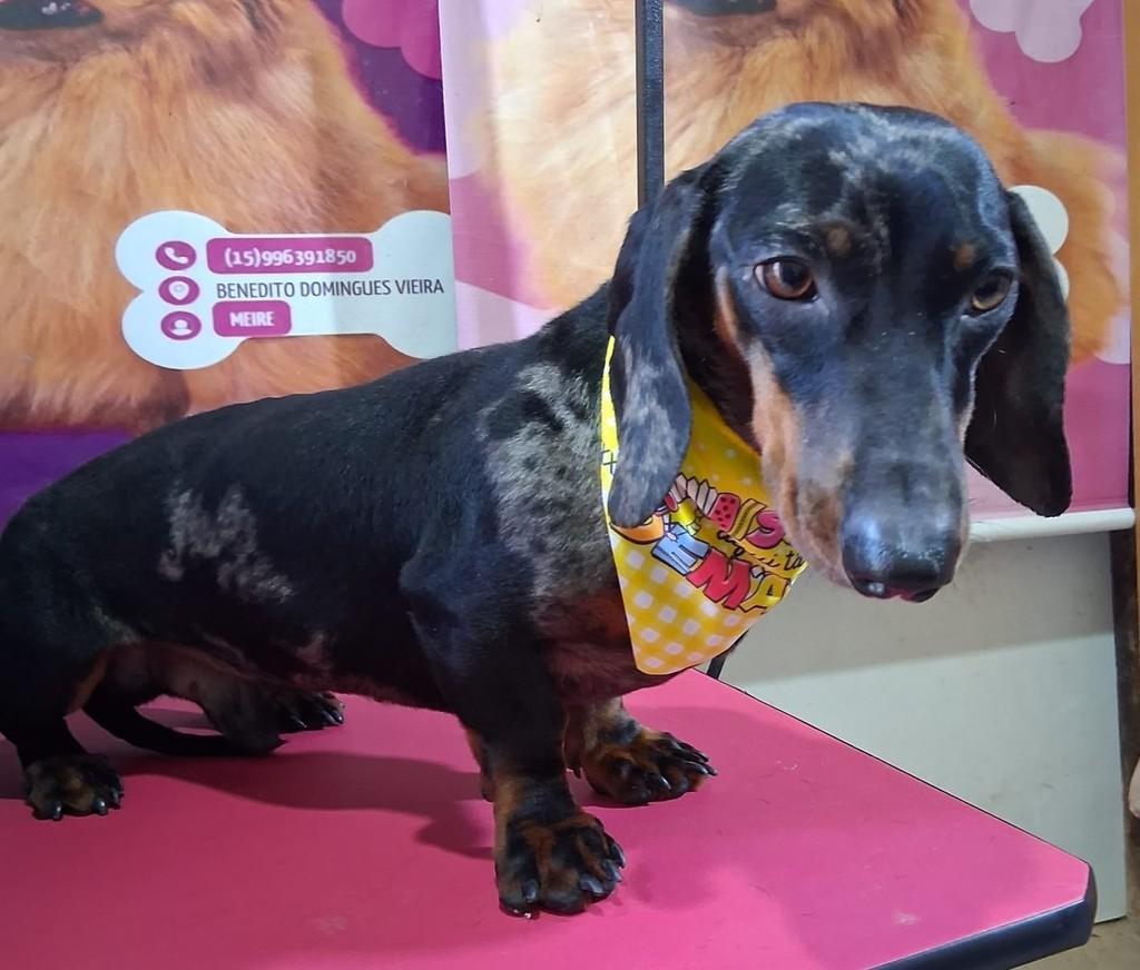 Bento, cachorro de porte pequeno para adoção em Ibiúna - SP
