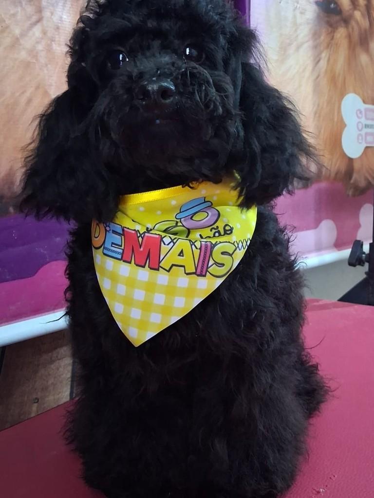 Pulguinha, cachorro de porte pequeno para adoção em Ibiúna - SP