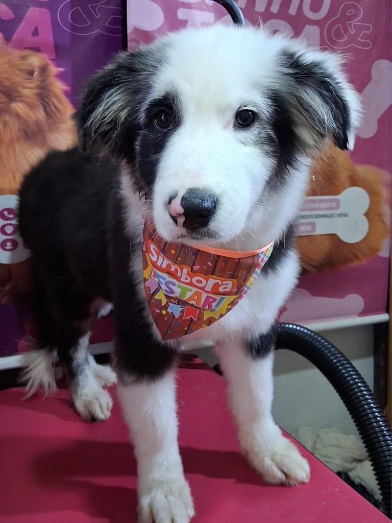 Robin, cachorro de porte pequeno para adoção em Ibiúna - SP