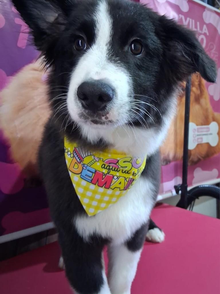 Batman, cachorro de porte pequeno para adoção em Ibiúna - SP
