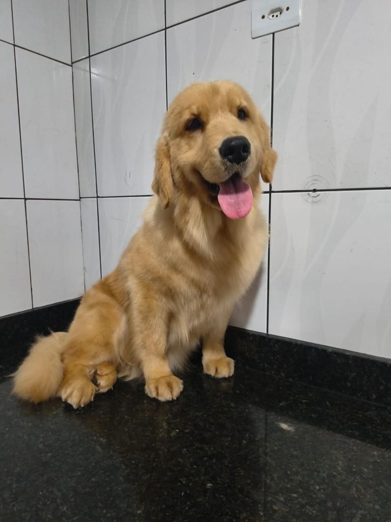 Dora, cachorro de porte grande para adoção em Ibiúna - SP