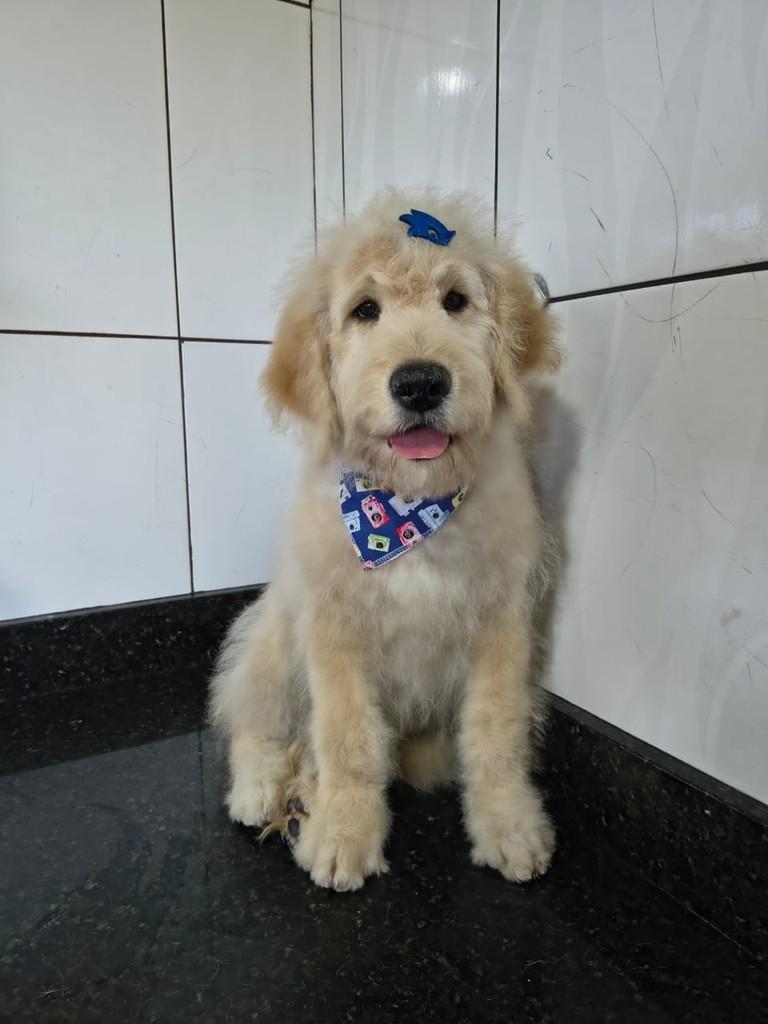 Nemo, cachorro de porte pequeno para adoção em Ibiúna - SP