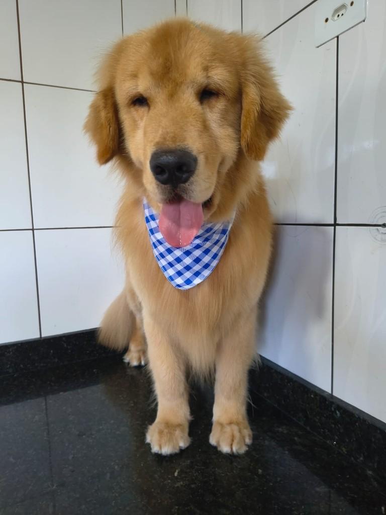 Gill, cachorro de porte médio para adoção em Ibiúna - SP