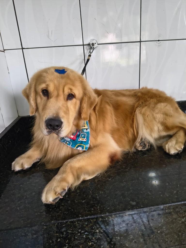 Marlin, cachorro de porte médio para adoção em Ibiúna - SP