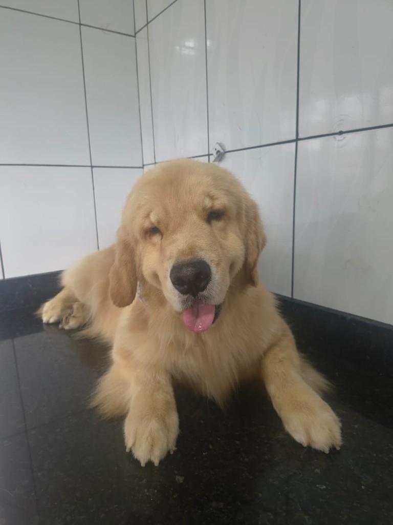 Coral, cachorro de porte médio para adoção em Ibiúna - SP