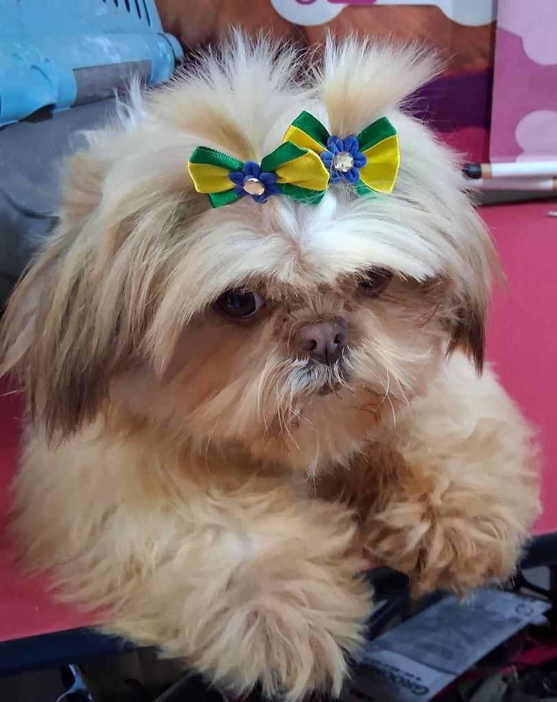 Lisa, cadela de porte pequeno para adoção em Ibiúna - SP