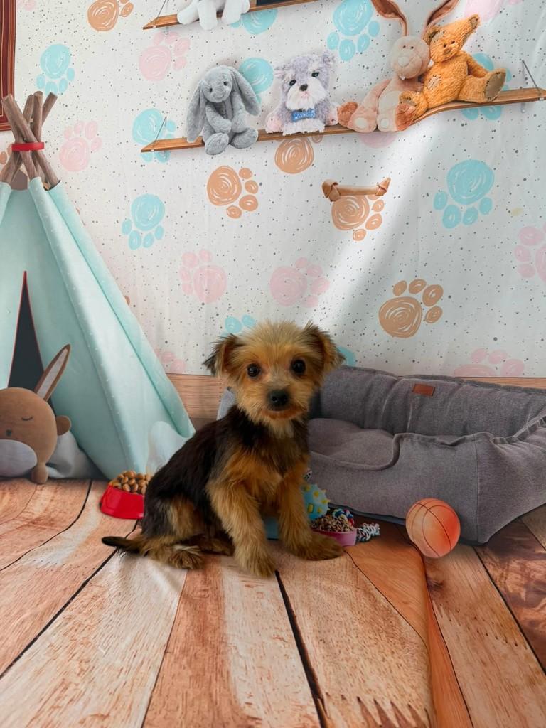 Yumi, cachorro de porte pequeno para adoção em Ibiúna - SP