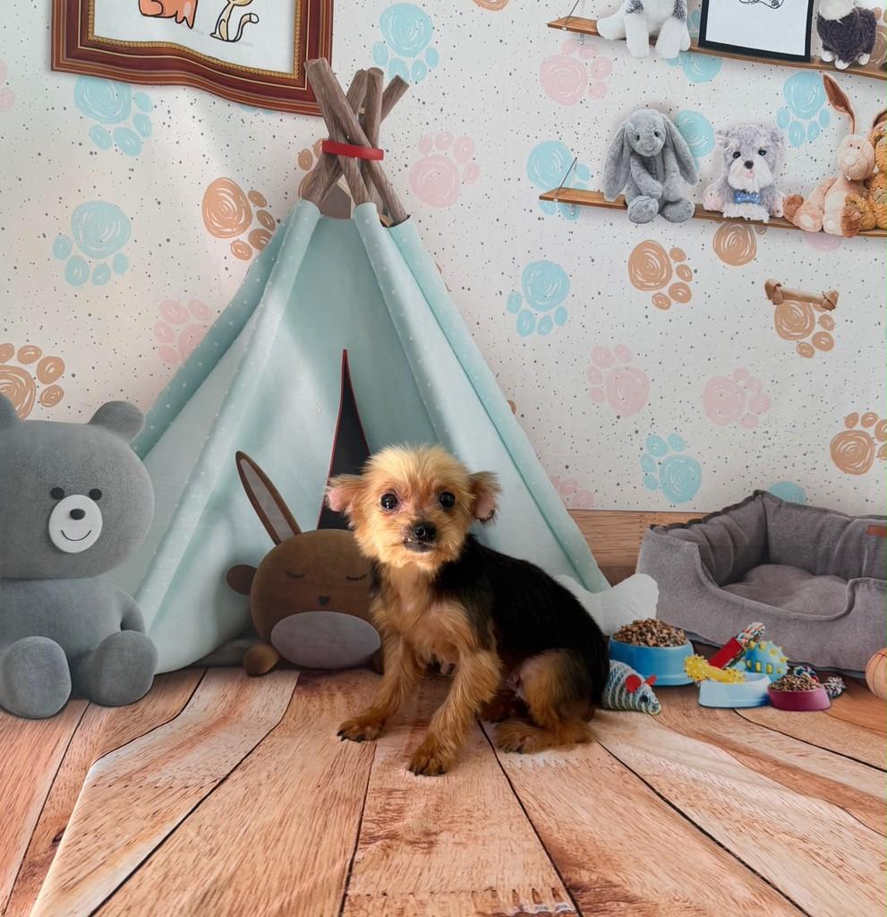 Yuki, cadela de porte pequeno para adoção em Ibiúna - SP