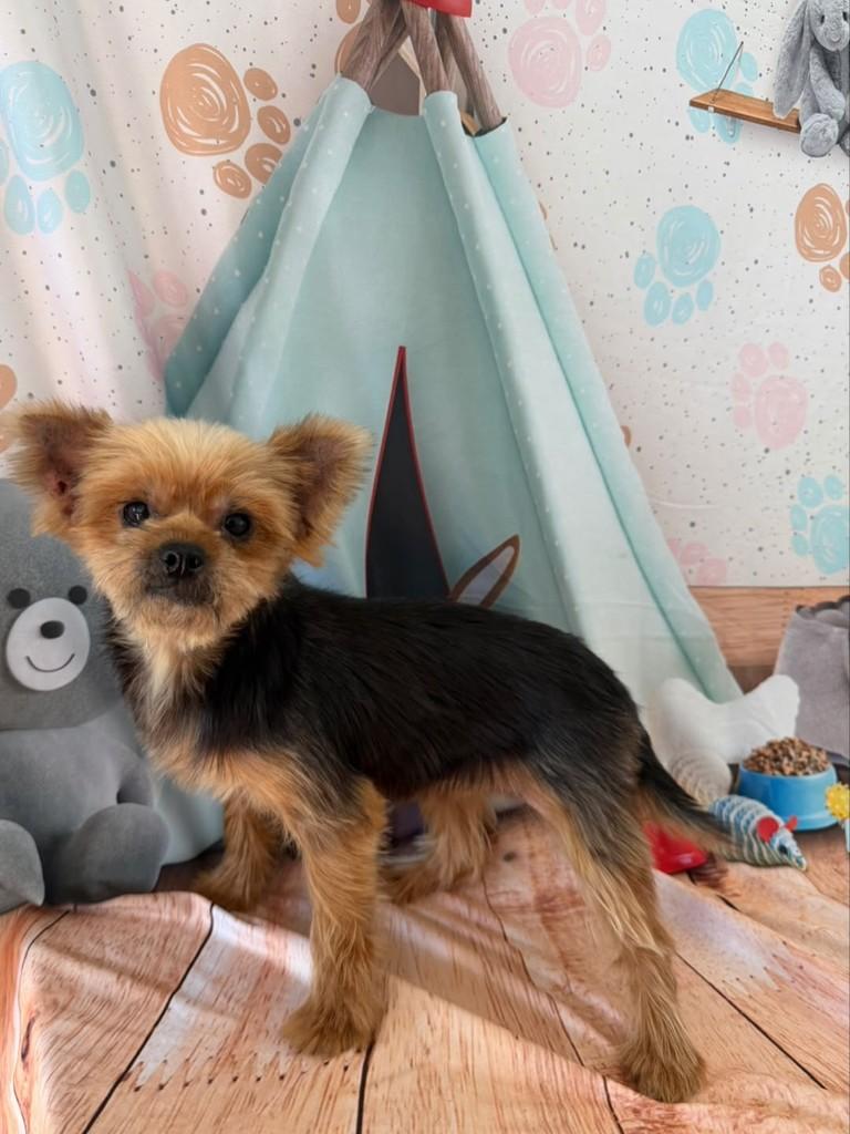 Hana, cachorro de porte pequeno para adoção em Ibiúna - SP