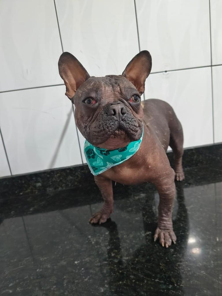 Coragem, cachorro de porte pequeno para adoção em Ibiúna - SP