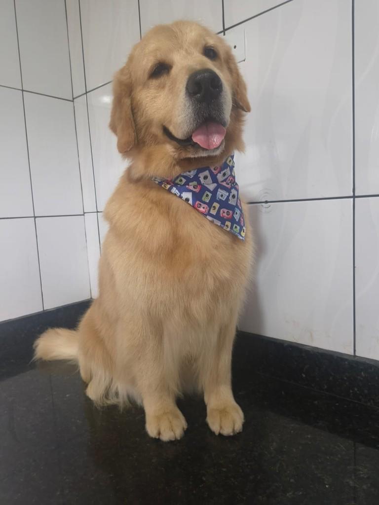 Dory, cadela de porte médio para adoção em Ibiúna - SP