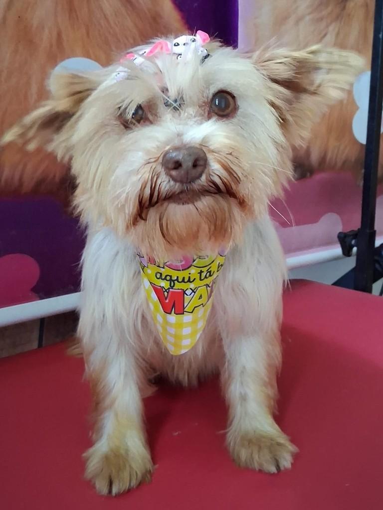 Clara, cachorro de porte pequeno para adoção em Ibiúna - SP