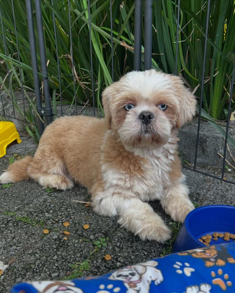Blue, cachorro de porte pequeno para adoção em São Paulo - SP