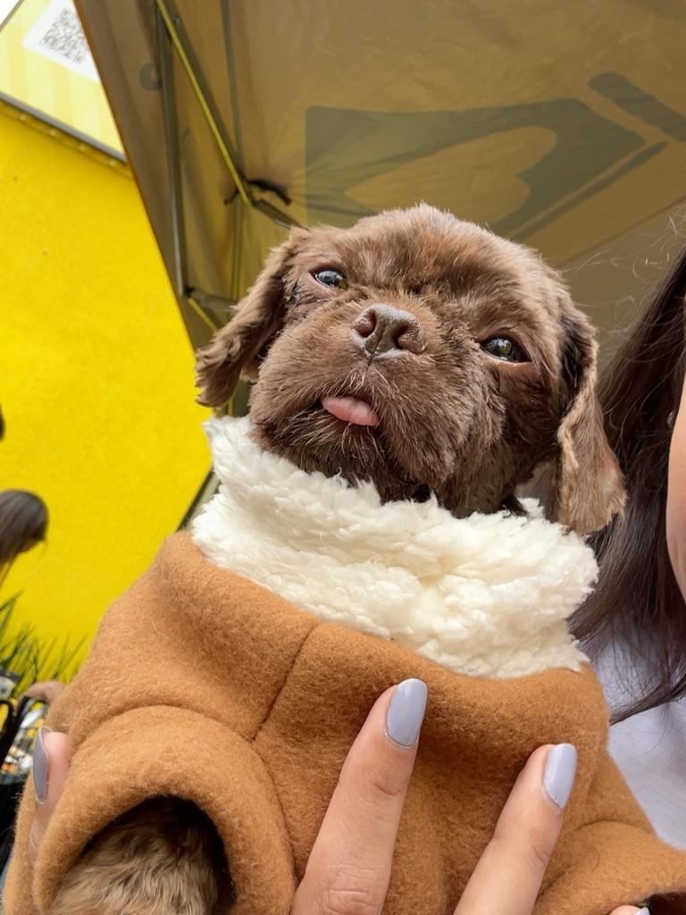Chokito, cachorro de porte pequeno para adoção em São Paulo - SP