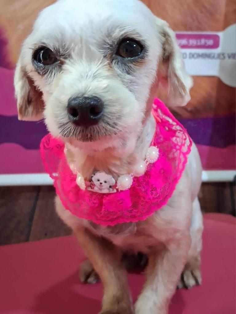 Moly, cachorro de porte pequeno para adoção em Ibiúna - SP