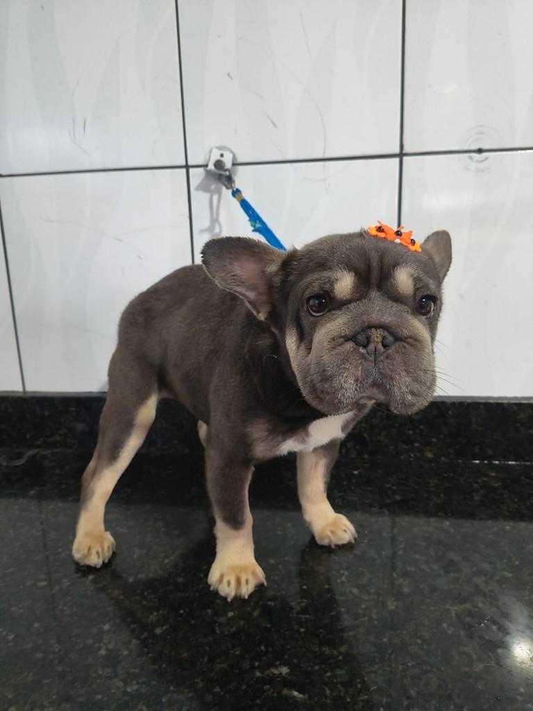 Narizinho, cadela de porte pequeno para adoção em Ibiúna - SP