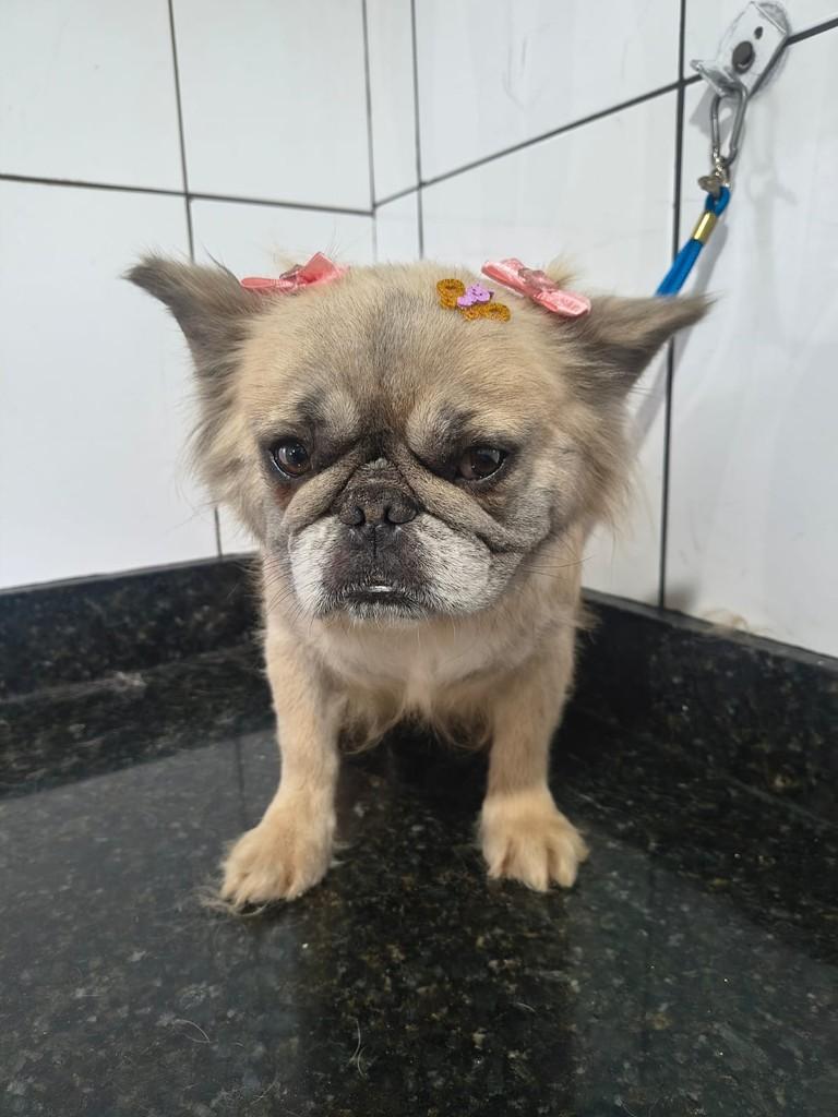 Raquel, cachorro de porte pequeno para adoção em Ibiúna - SP