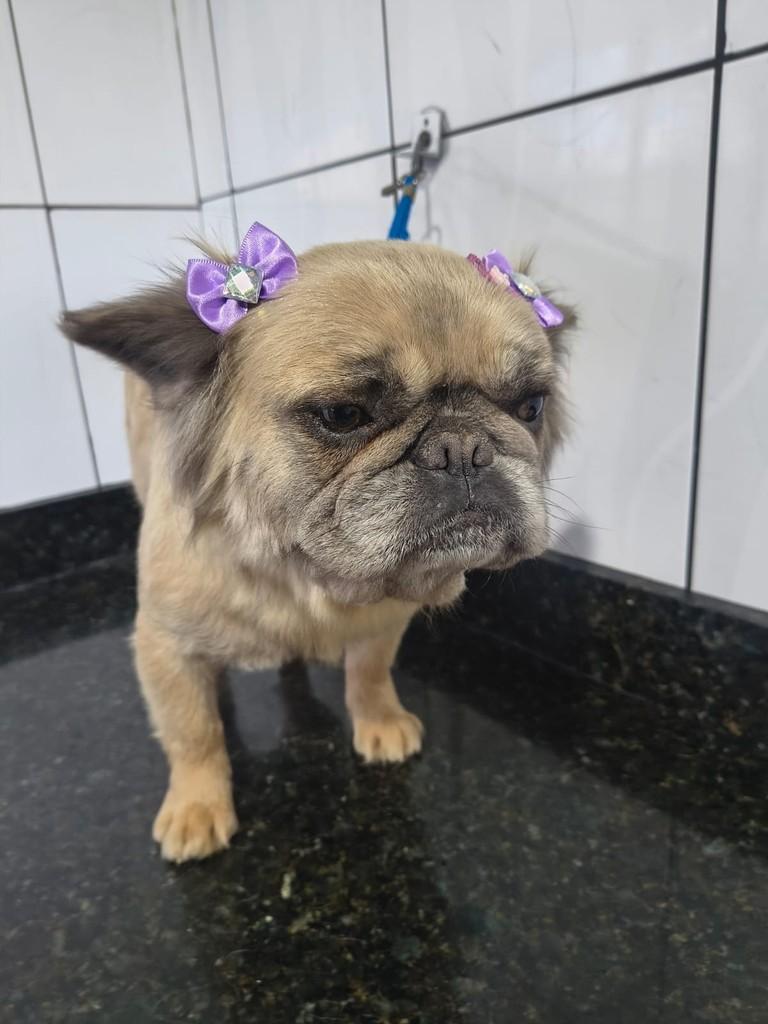 Ruth, cachorro de porte pequeno para adoção em Ibiúna - SP
