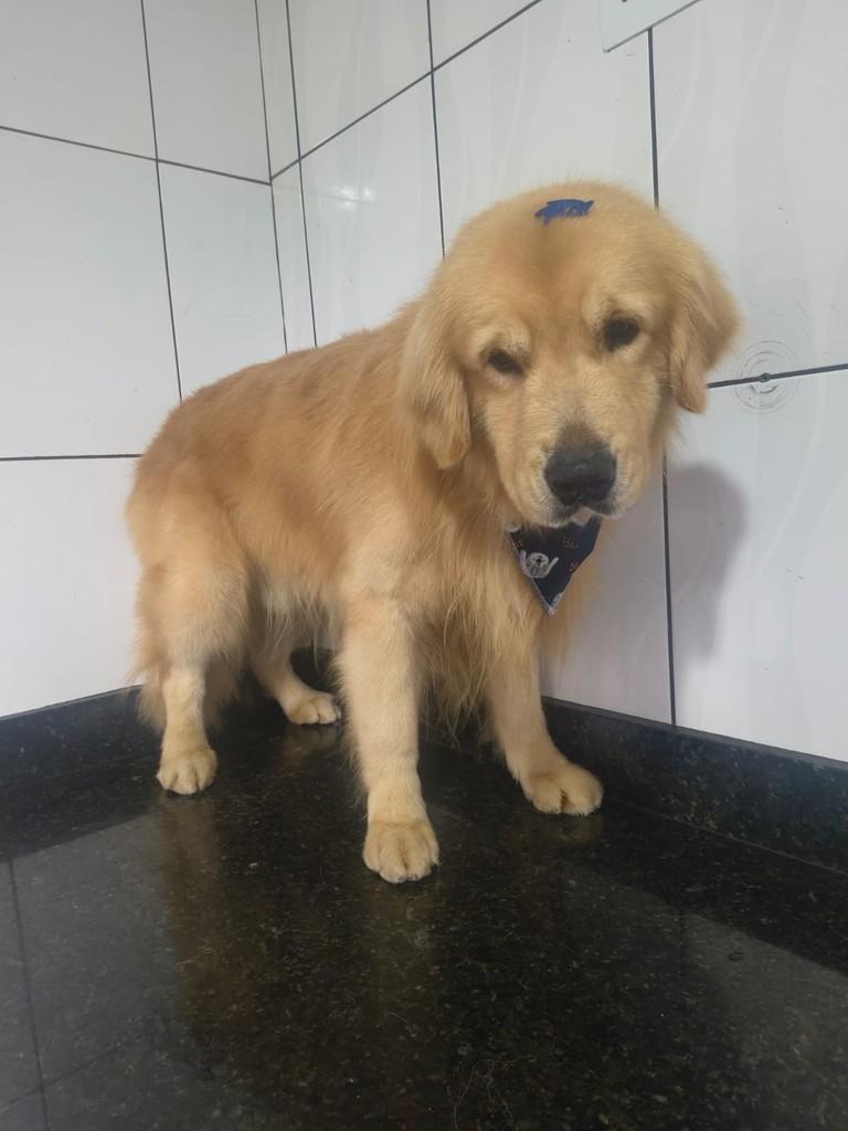 Zeus, cachorro de porte médio para adoção em Ibiúna - SP