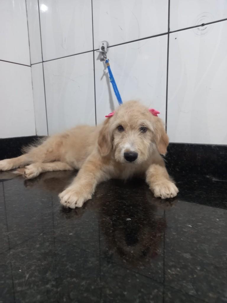Jasmin, cadela de porte pequeno para adoção em Ibiúna - SP