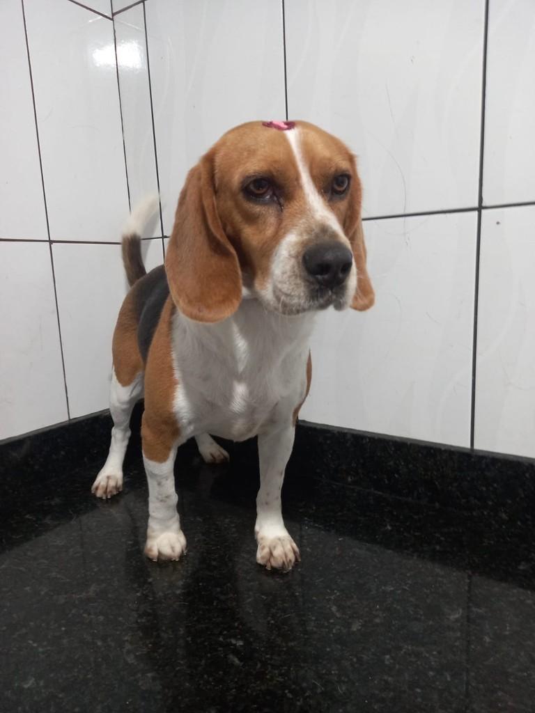 Kiara, cachorro de porte médio para adoção em Ibiúna - SP