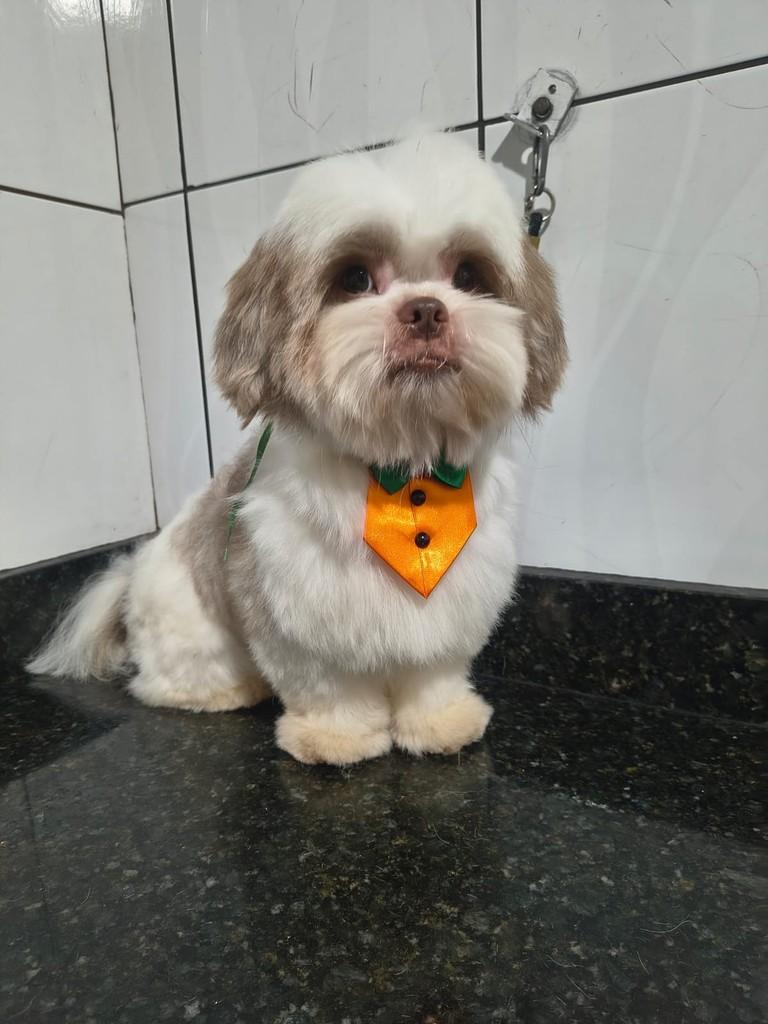Jeff, cachorro de porte pequeno para adoção em Ibiúna - SP