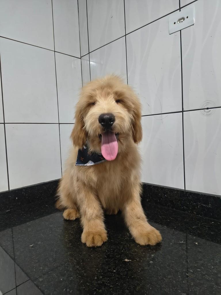 Athos, cachorro de porte grande para adoção em Ibiúna - SP