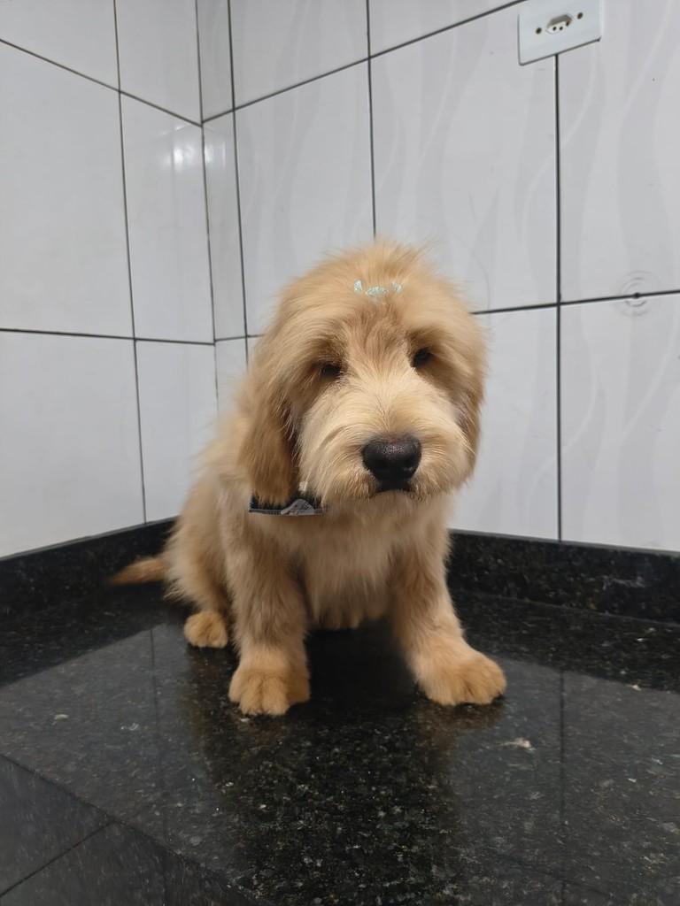 Porthos, cachorro de porte grande para adoção em Ibiúna - SP