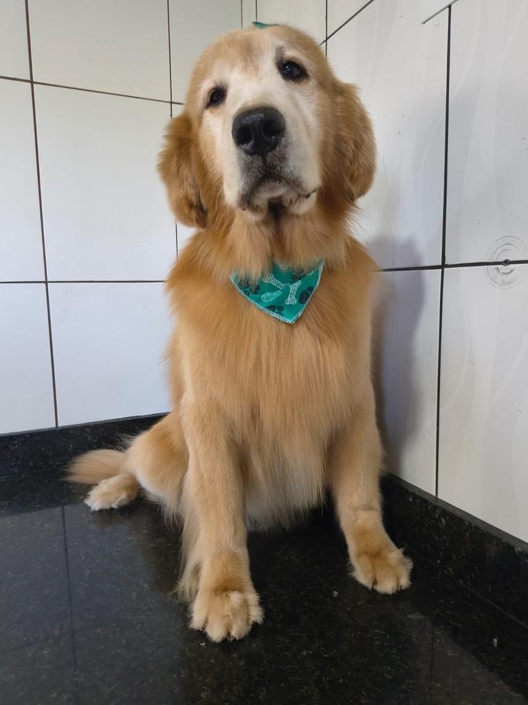 Brutus, cachorro de porte médio para adoção em Ibiúna - SP