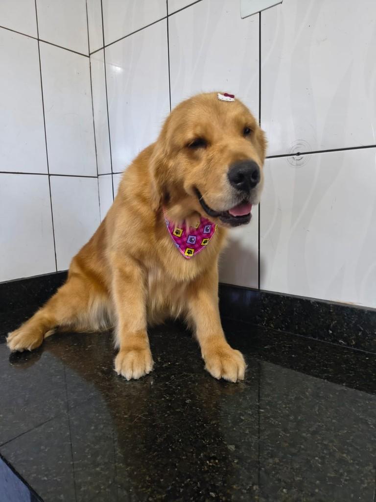 Cléo, cachorro de porte médio para adoção em Ibiúna - SP