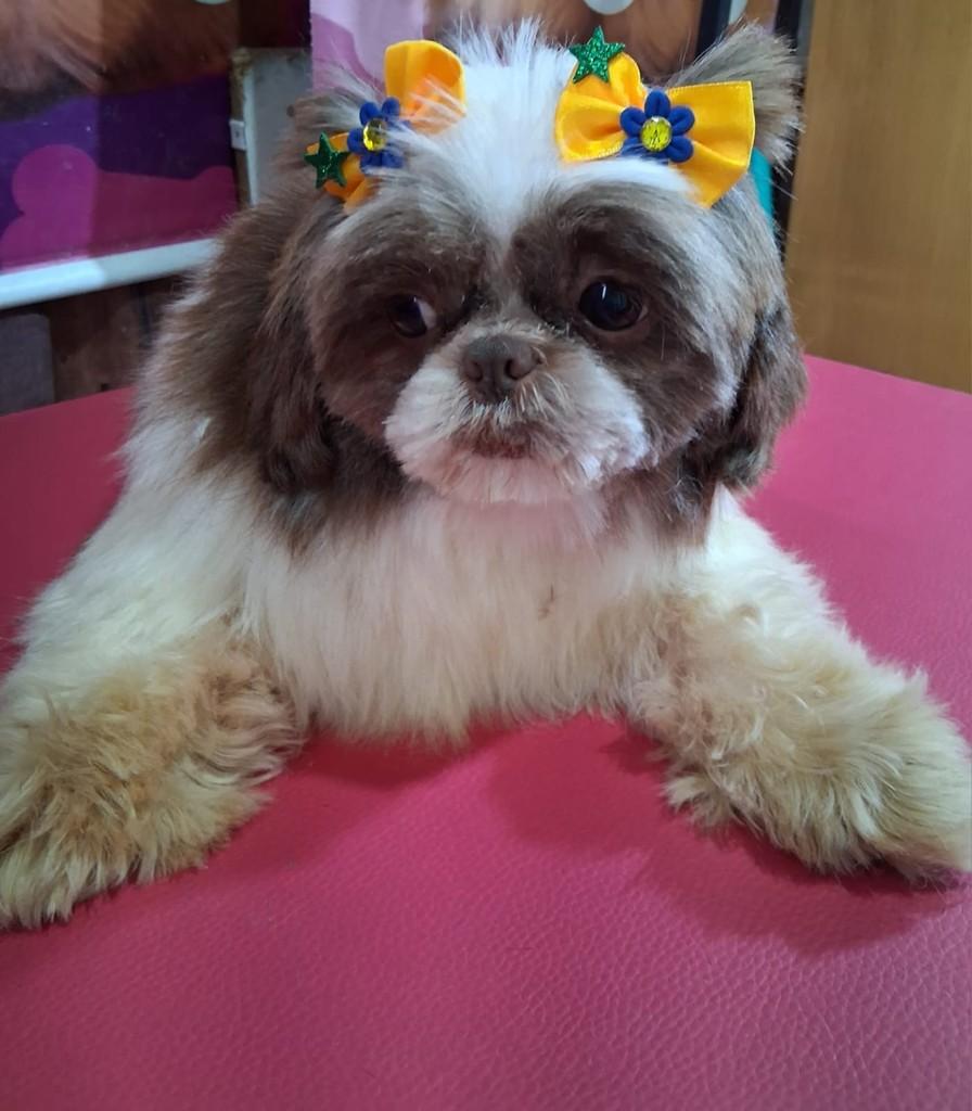 Lili, cadela de porte pequeno para adoção em Ibiúna - SP