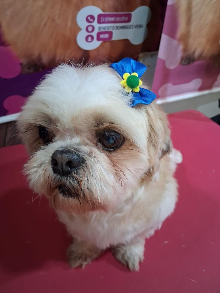Lia, cadela de porte pequeno para adoção em Ibiúna - SP