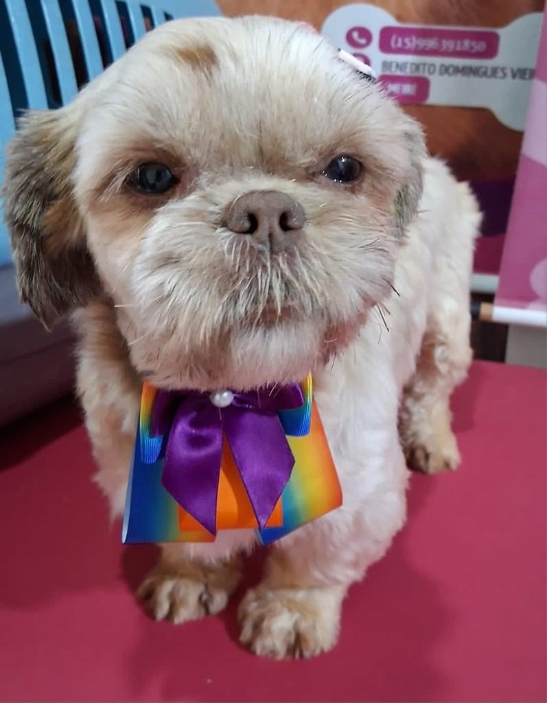 Lilica, cachorro de porte pequeno para adoção em Ibiúna - SP