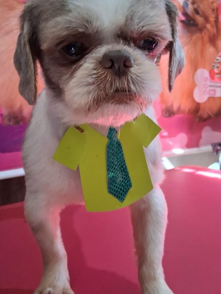 James, cachorro de porte pequeno para adoção em Ibiúna - SP