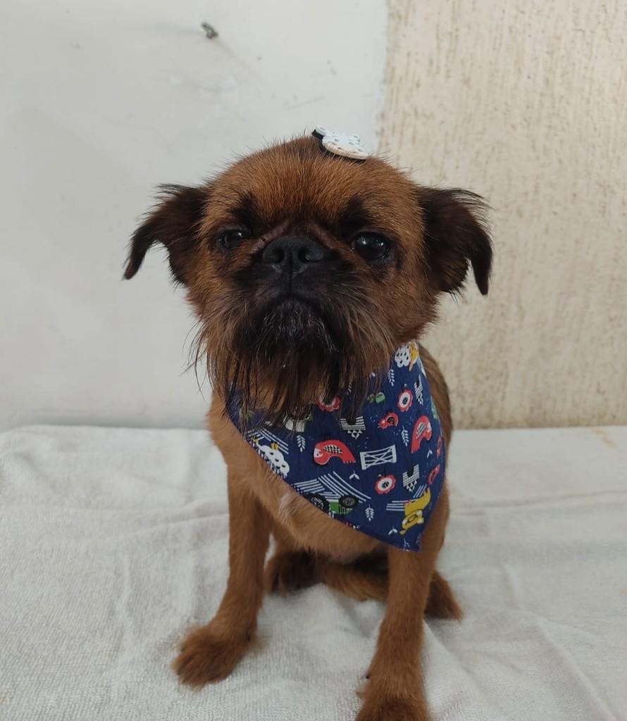 Raul, cachorro de porte médio para adoção em Ibiúna - SP