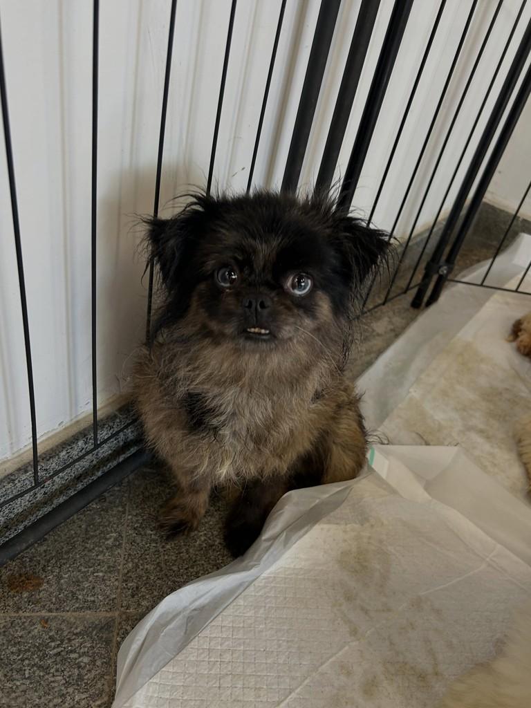 Nina, cachorro de porte pequeno para adoção em São Paulo - SP