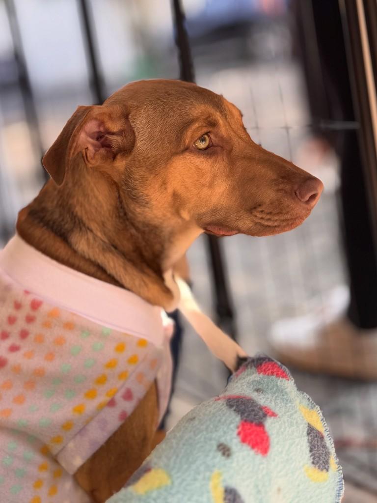 Dudu, cachorro de porte médio para adoção em São Paulo - SP