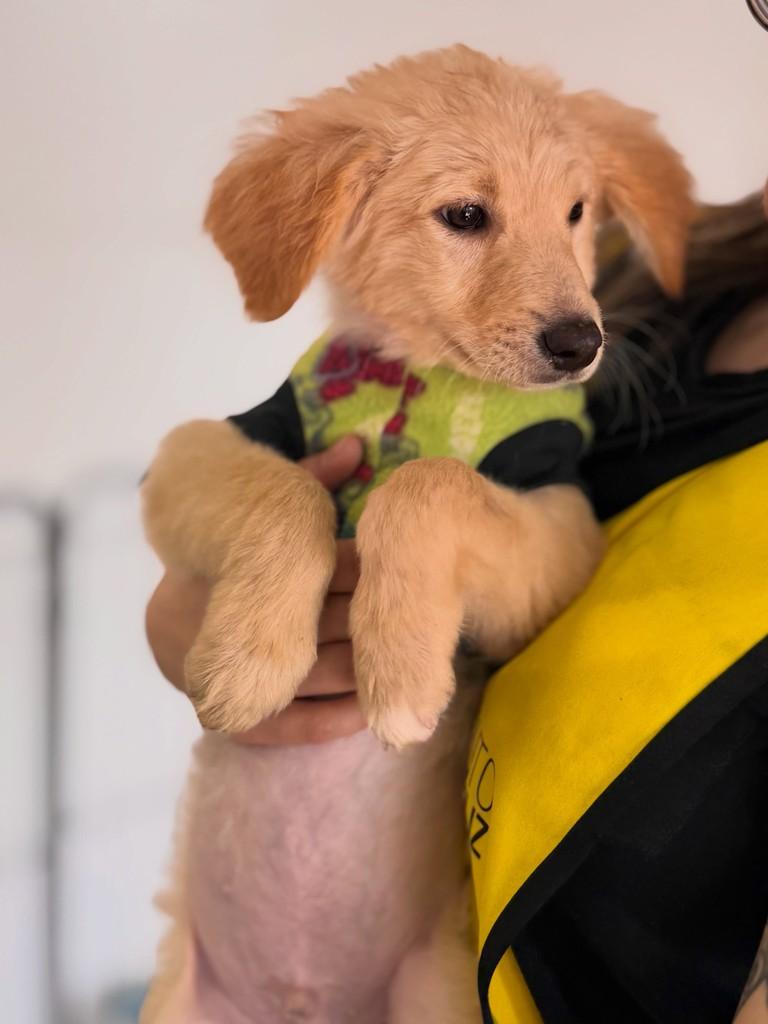 Fernando, cachorro de porte pequeno para adoção em São Paulo - SP