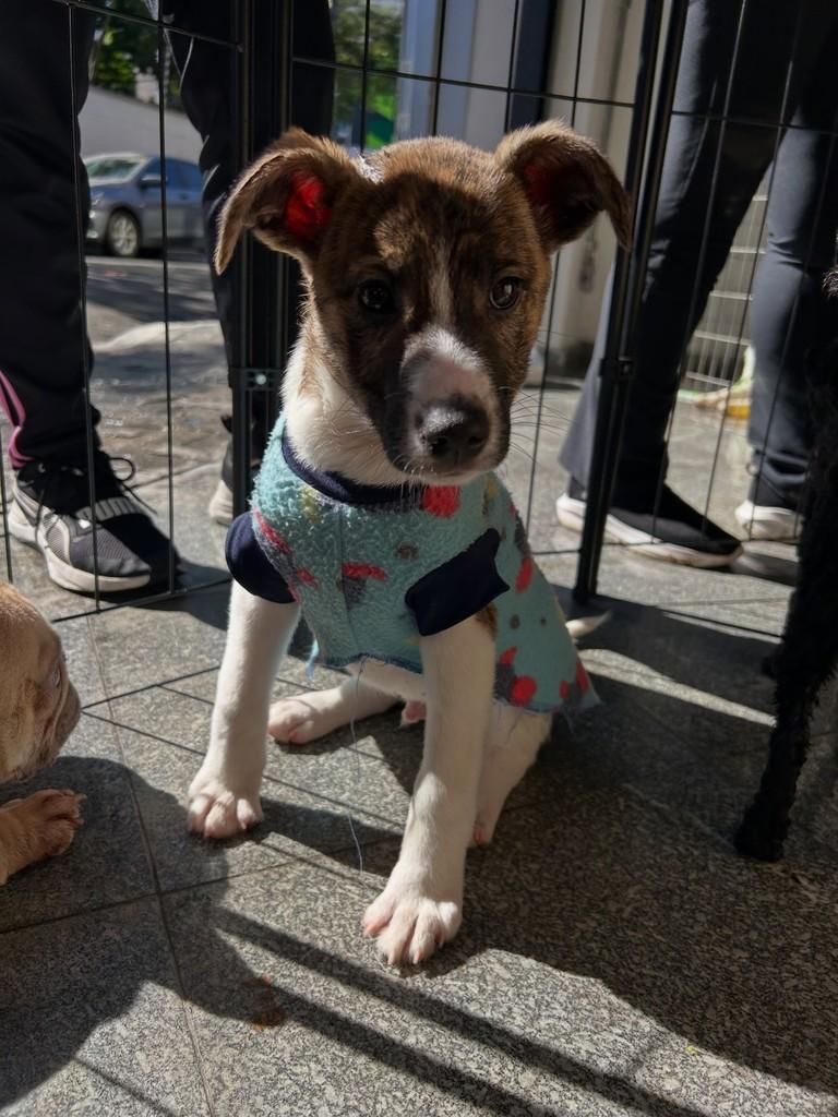 Felipe, cachorro de porte pequeno para adoção em São Paulo - SP